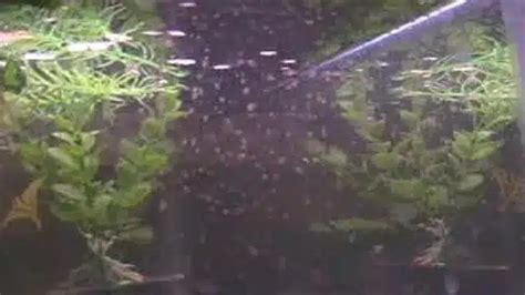 dapya fish|How to Raise Daphnia as a Live Fish Food .